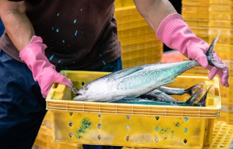 Pêcheurs et ONG alliés pour un commerce mieux régulé