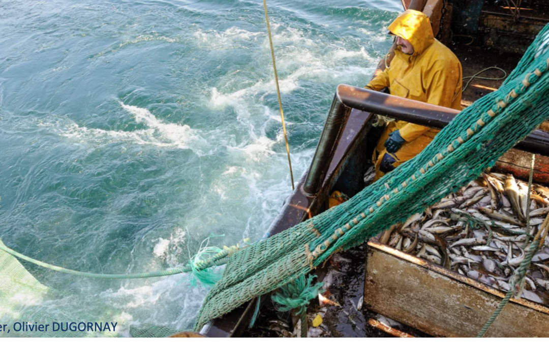 Focus Science : comment la science évalue-t-elle les impacts de la pêche sur les fonds marins ? L’exemple de la Manche
